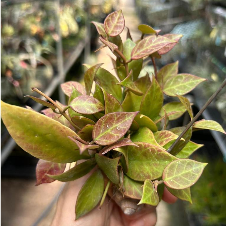 Hoya Sunrise in Hanging Snail Shell *Houseplant* | Shopee Singapore