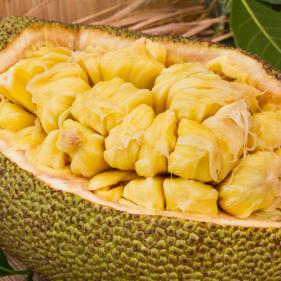 Artocarpus Heterophyllus, Jackfruit, Nangka, Jack, Jak, Jake Tree ...