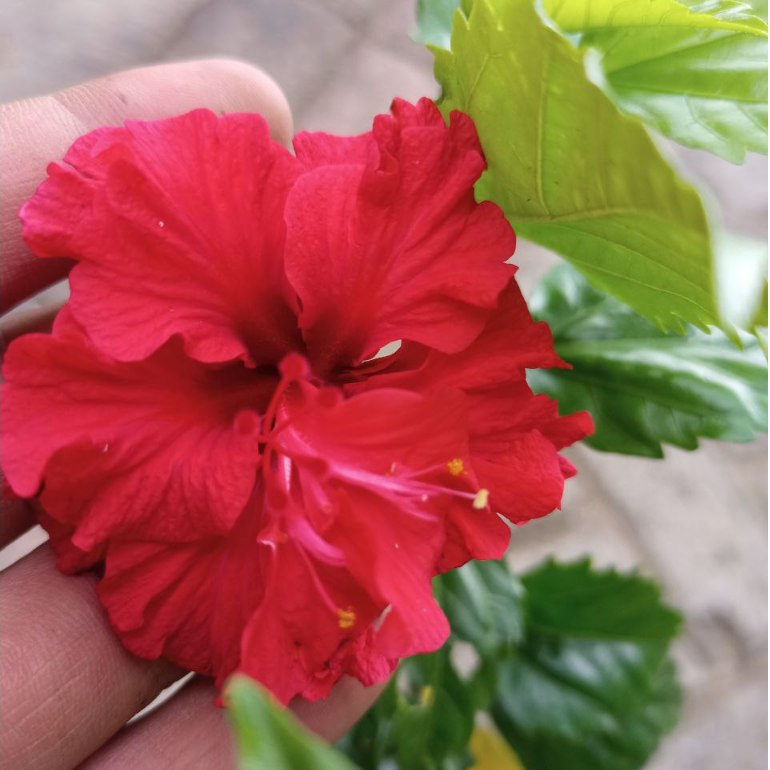 Hibiscus Java Series Vibrant Blooms for Your Garden Explore the Beauty ...