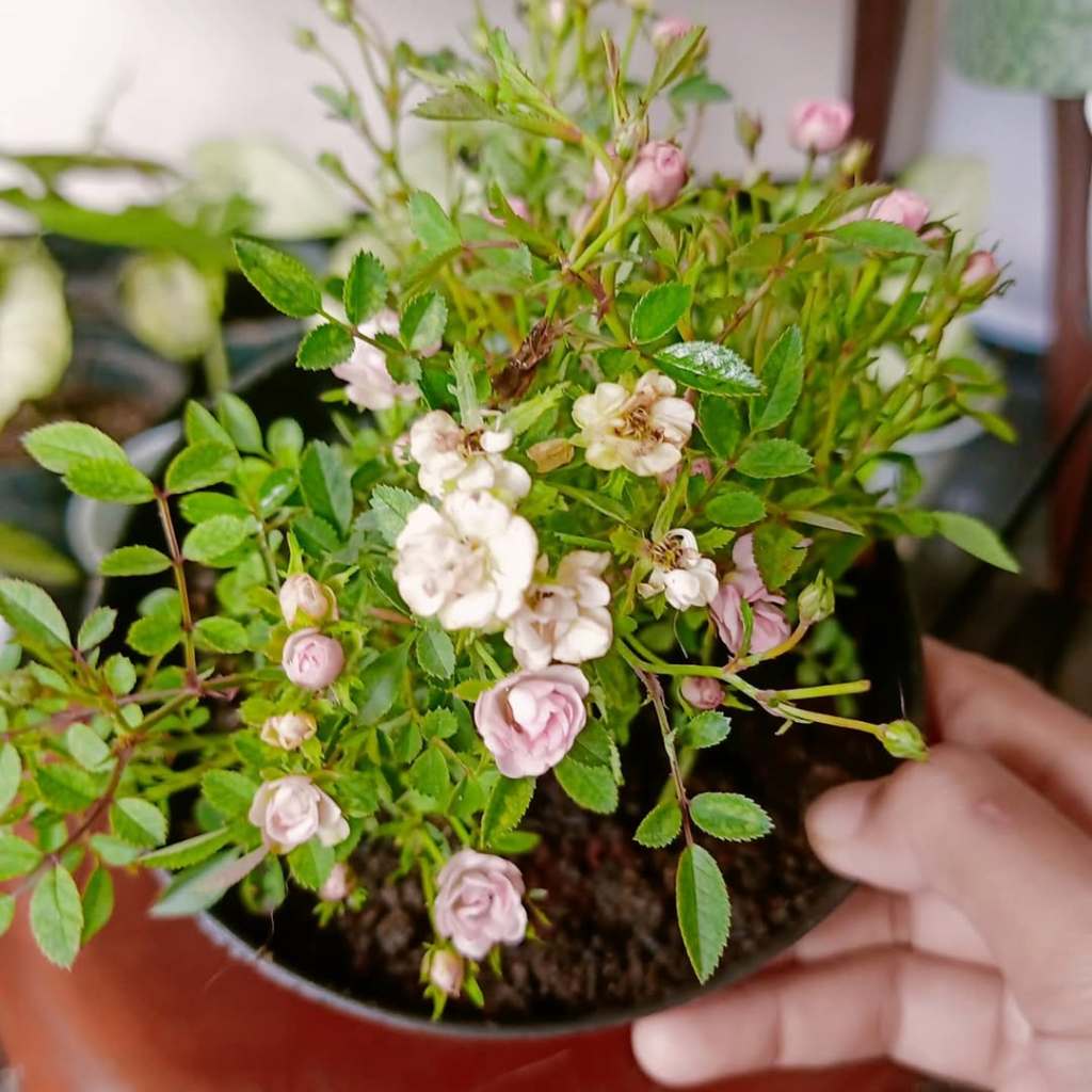 Baby Rose, Mini Rose, Rosa | Shopee Singapore