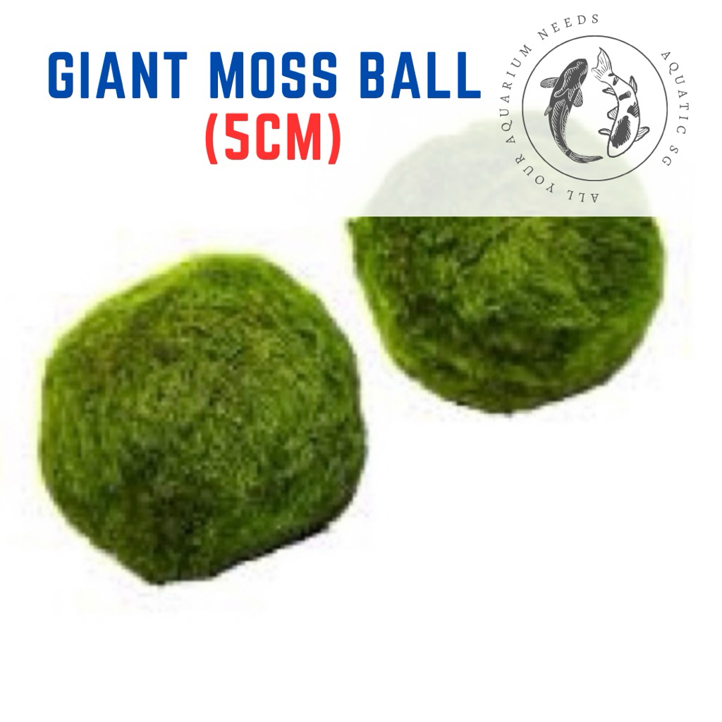 SG READY STOCK | GIANT (XL) 4-5cm Marimo Moss Ball Pets Underwater ...