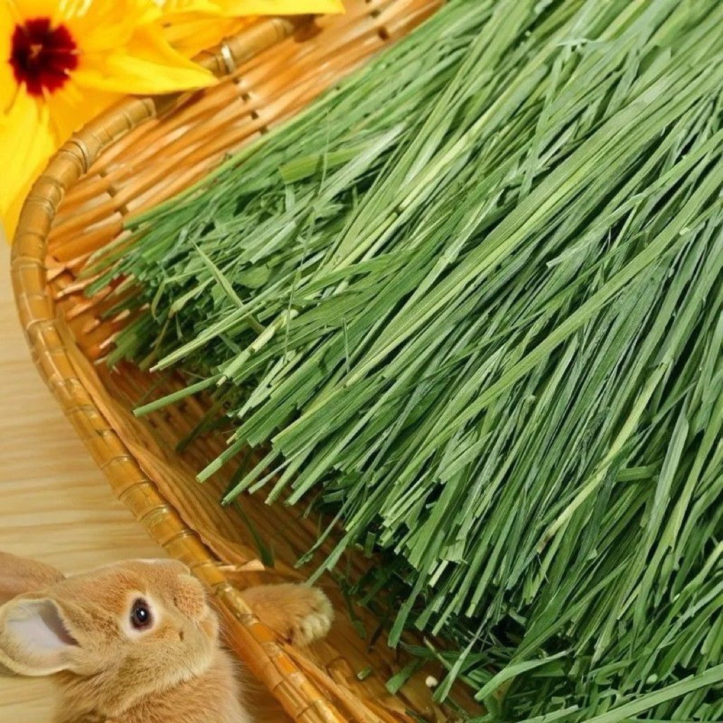 High Quality Ultra Premium Grade Timothy Hay for Picky Eaters | Shopee ...