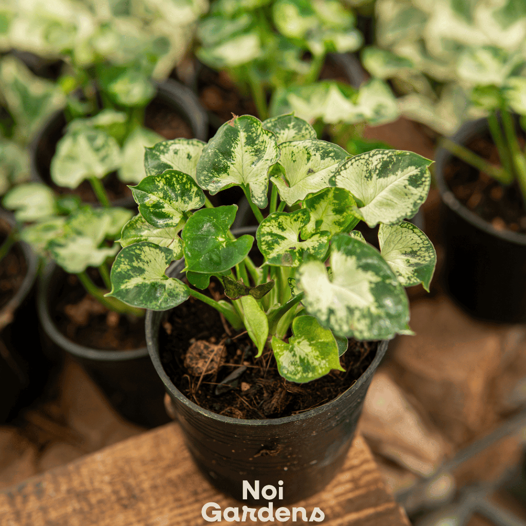 Mini Pixie Syngonium – Compact Variegated Arrowhead Plant, Easy-Care ...