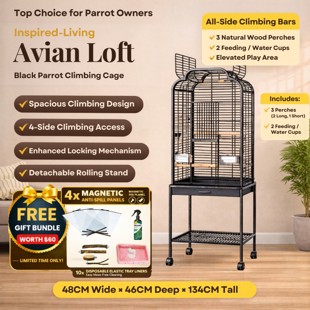 Bird Cage -Premium Wrought Iron Parrot Cage | for Small Medium Parrot ...
