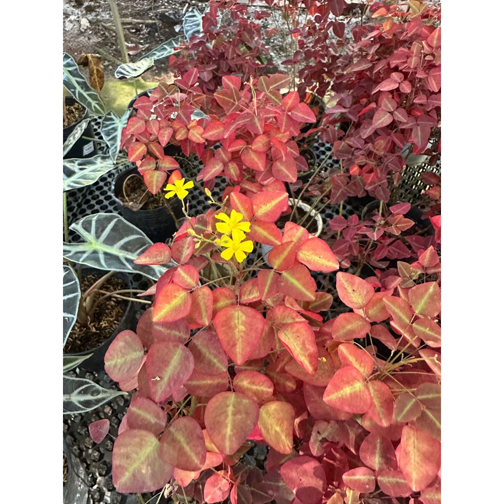 Oxalis hedysaroides/Fire Fern/Indoor Plants | Shopee Singapore