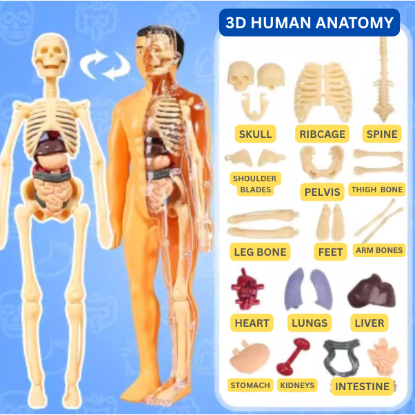 Montessori STEM 3D Human Body Anatomy Puzzle Organs Science Biology ...