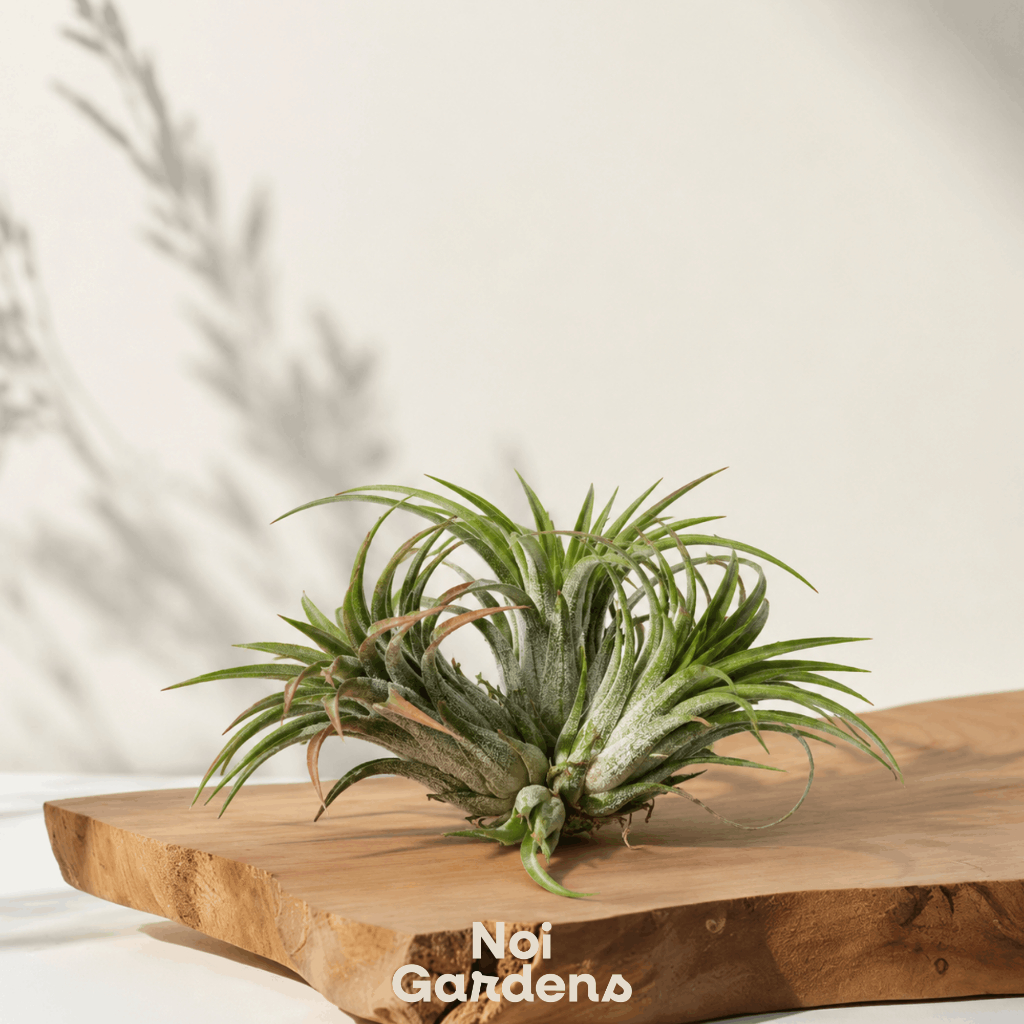 Tillandsia Ionantha  Compact & Sculptural Air Plant, Small | Shopee  Singapore