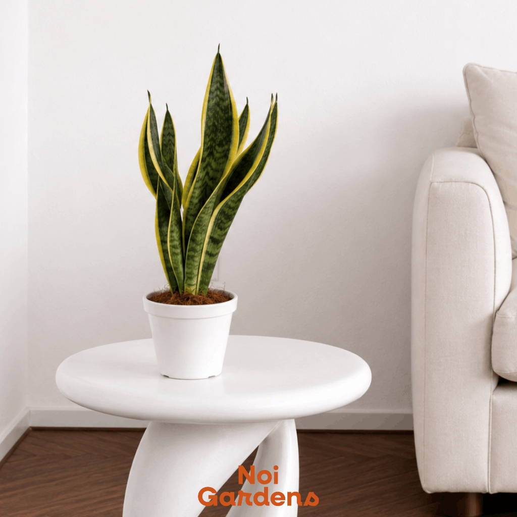 Sansevieria Trifasciata - NASA Oxygen Bomb Plant | Shopee Singapore