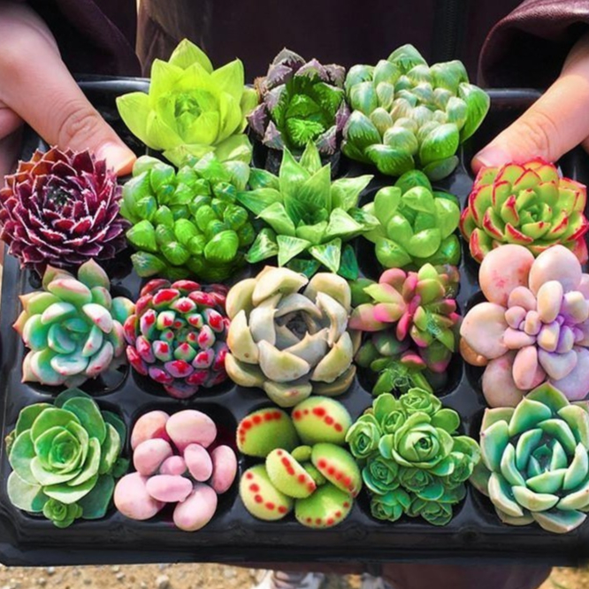 Buy succulent plants Products At Sale Prices Online - October 2026 ...