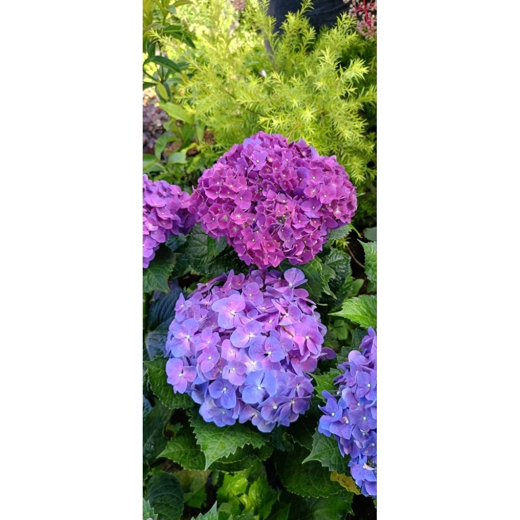 Buy hydrangea plant At Sale Prices Online - October 2026 | Shopee Singapore