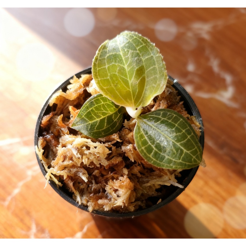 Anoectochilus roxburghii “Wall” | Jewel Orchid ,Elegant Golden Vein ...