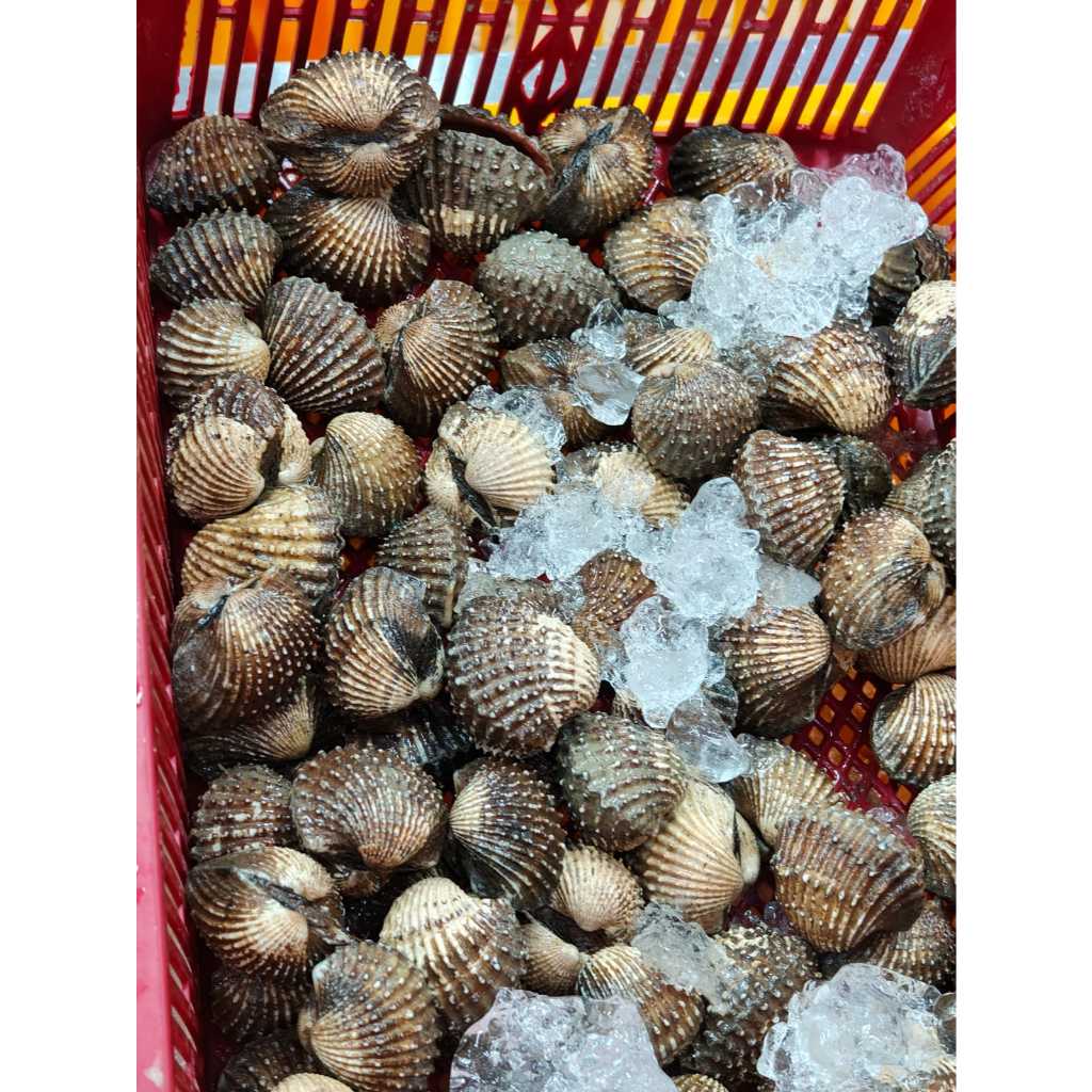 cockles 500gm/pkt | Shopee Singapore