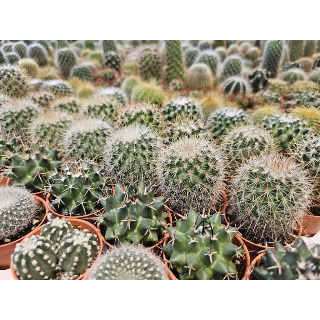 Assorted Mini Cactus and Succulents Home Indoor Potted Plant (Bundle of ...