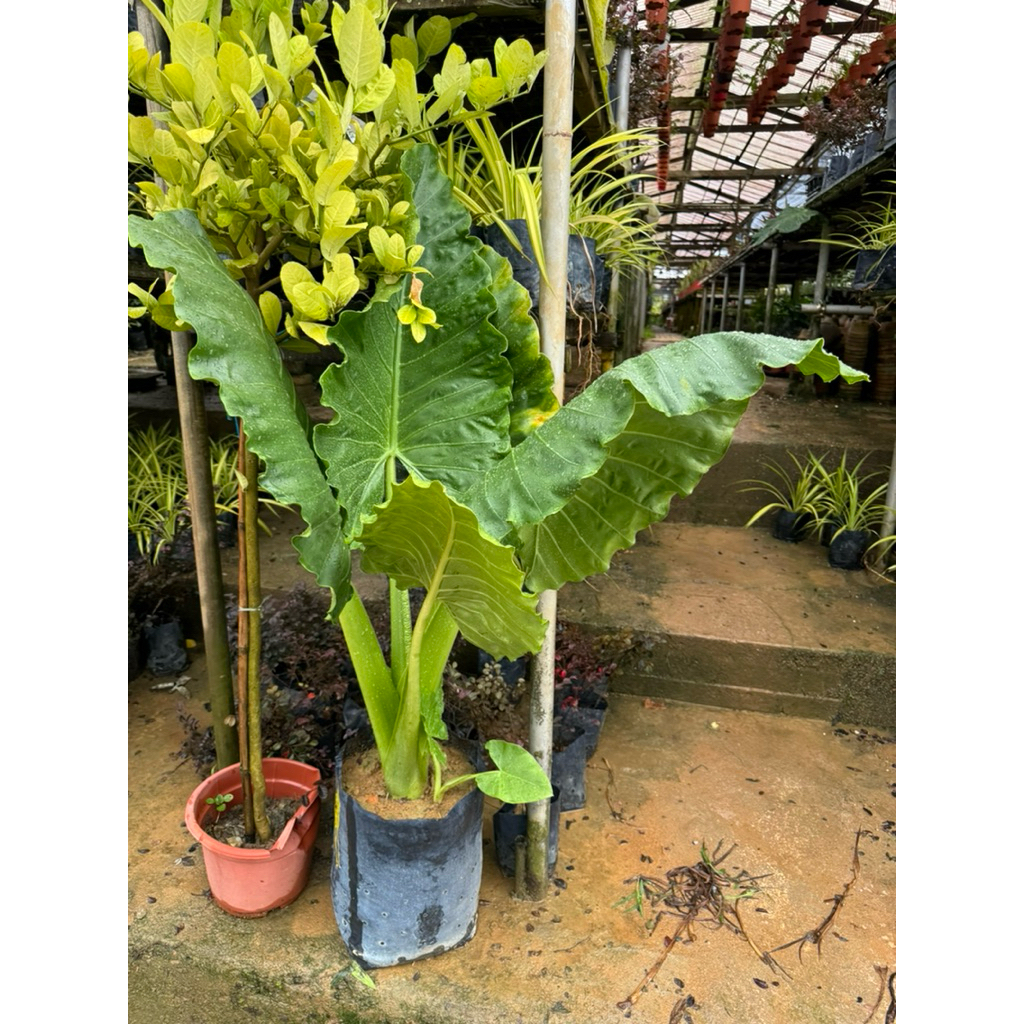 Giant Alocasia (Alocasia macrorrhizos) – Elephant Ear Plant | Tropical ...