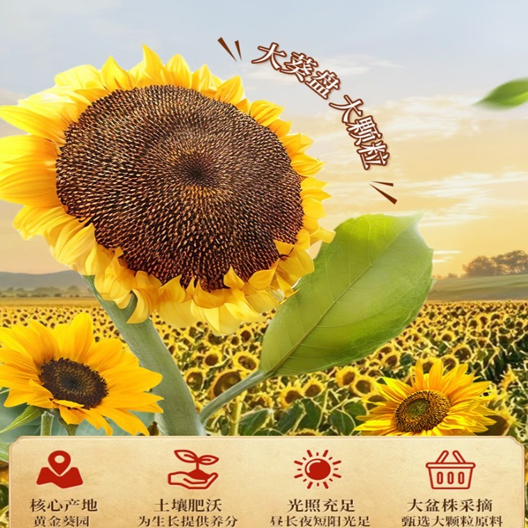 Lao Jie Kou Sunflower Seeds 老街口瓜子300g-500g | Shopee Singapore