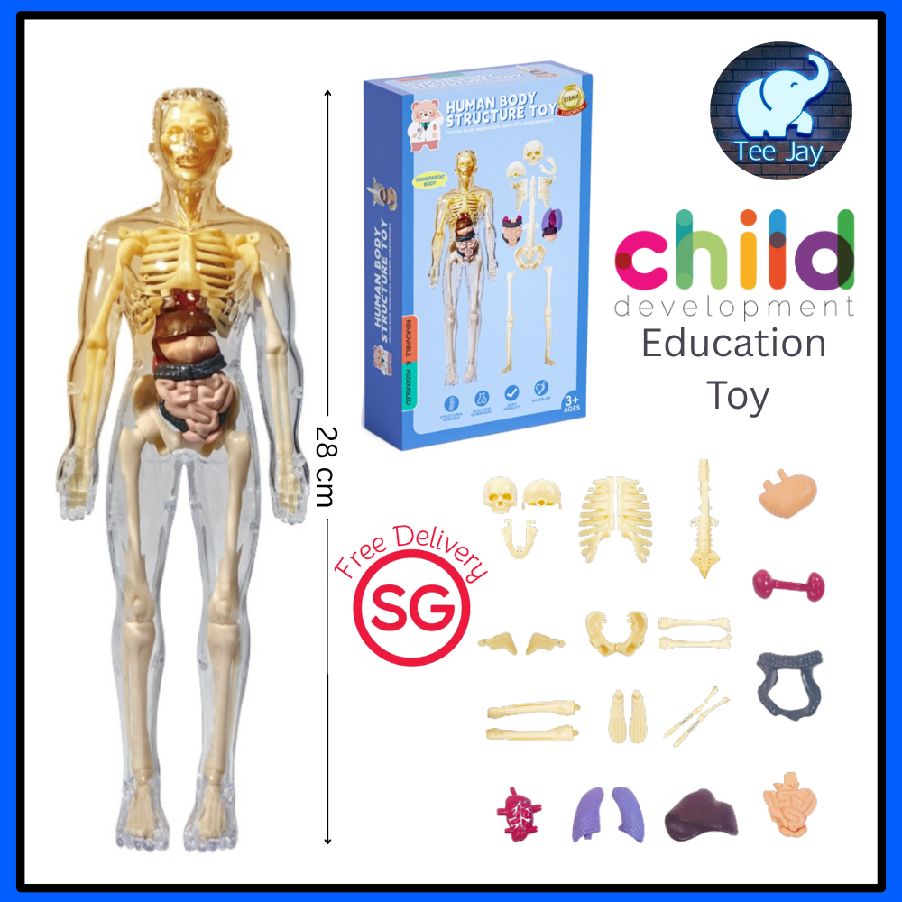 Human Body Skeleton Toy For Kids Science Human Model & Education Toy ...