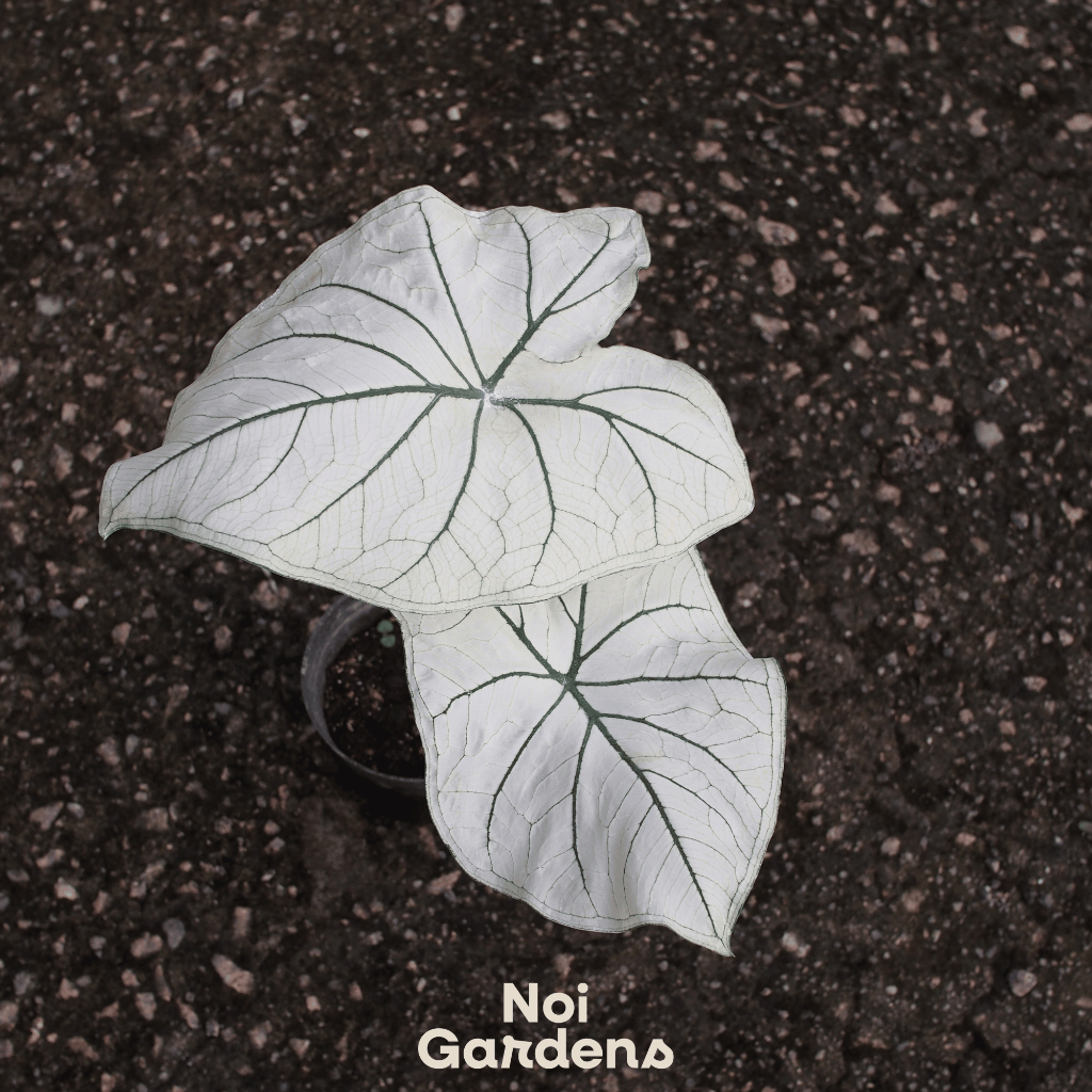 Buy caladium Products At Sale Prices Online - October 2026 | Shopee ...