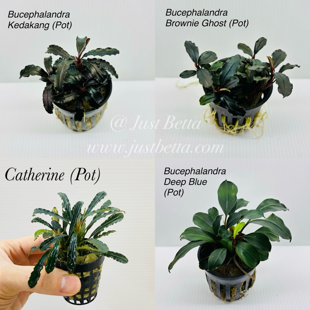 Bucephalandra in Pot (Buce) - Brownie Ghost - Kedakang - Deep Blue