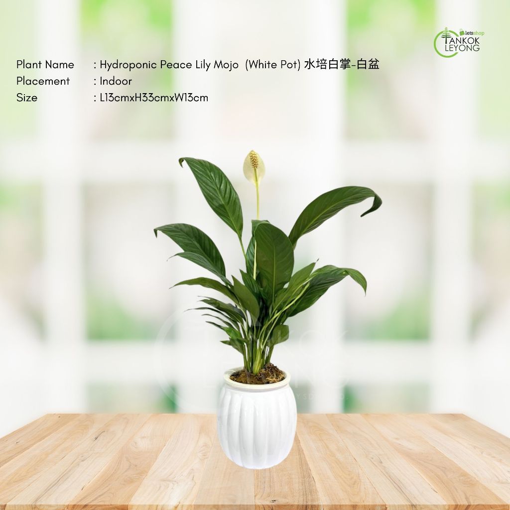 TKL - Peace Lily Spathiphyllum Mojo with White Flower //| Shopee  Singapore