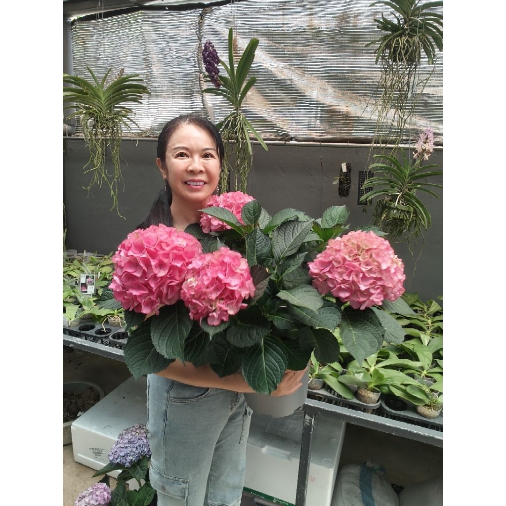 Buy hydrangea plant At Sale Prices Online - October 2026 | Shopee Singapore