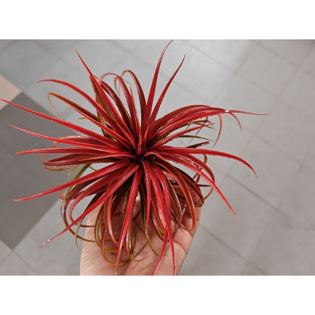 plant stand indoor nearby Mini Wood Indoor Plant Stand with Ceramic Pot main image 1