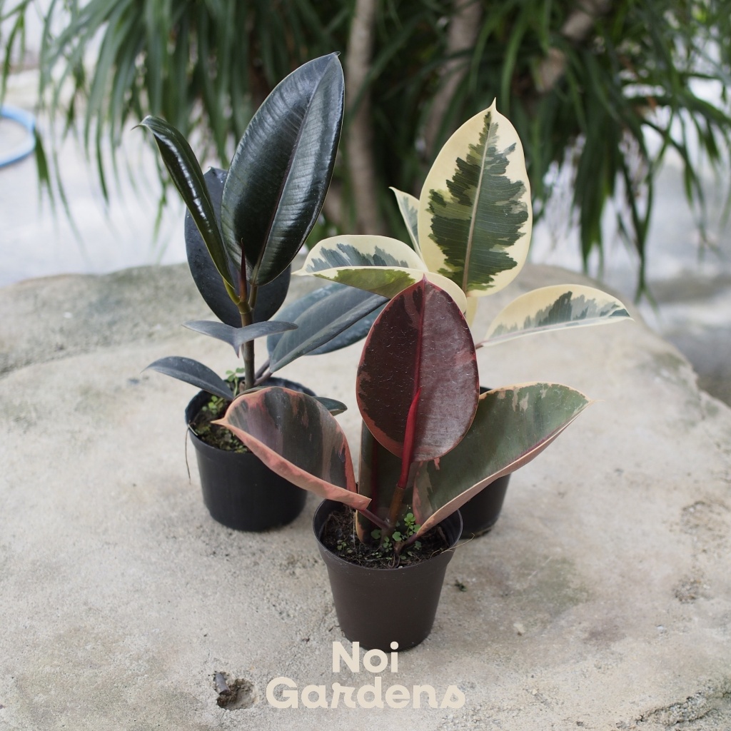 Rubber Tree Collection - Mixed Ficus Elastica Varieties, Low ...