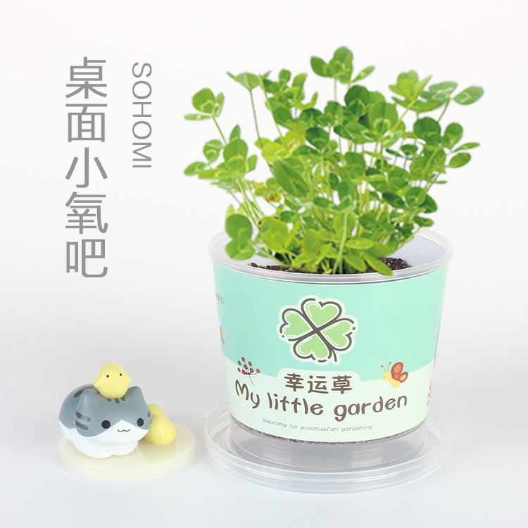 [SG] IMP HOUSE DIY Mini Plant Kit for Kids My Little Garden Series Easy ...