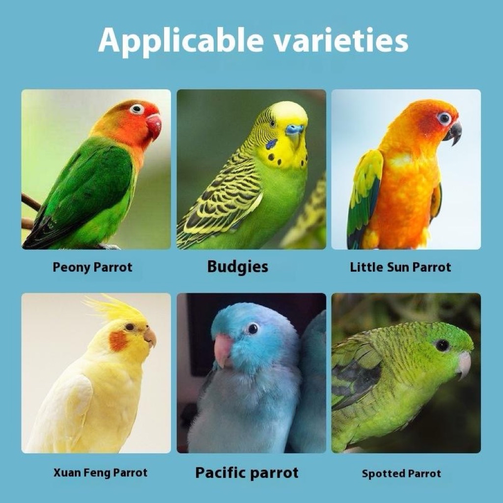 Fresh Look at Budgie Feed For Beautiful And Shiny Feathers Calcium Supplement