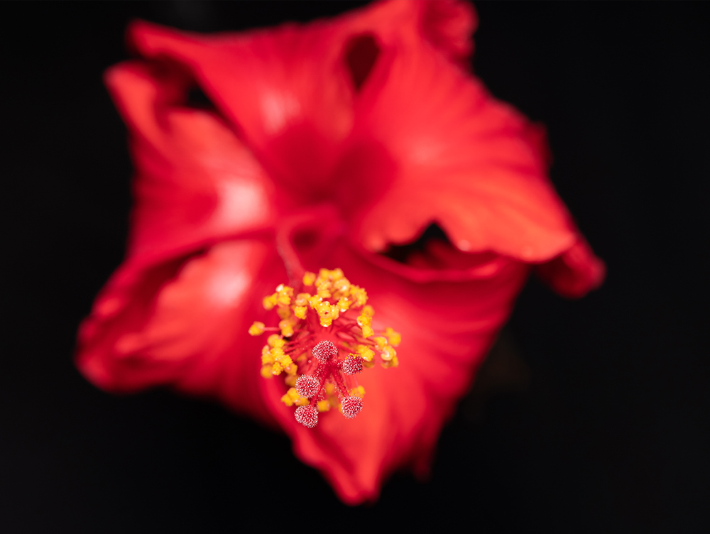 FUJIFILM GF 120mm F4 Macro R LM OIS WR Lens for GFX50S II GF100 II