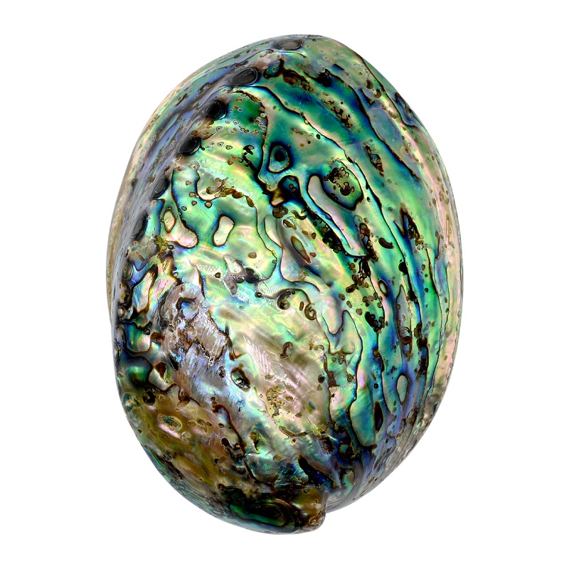 Polished Abalone Shell | Shopee Singapore