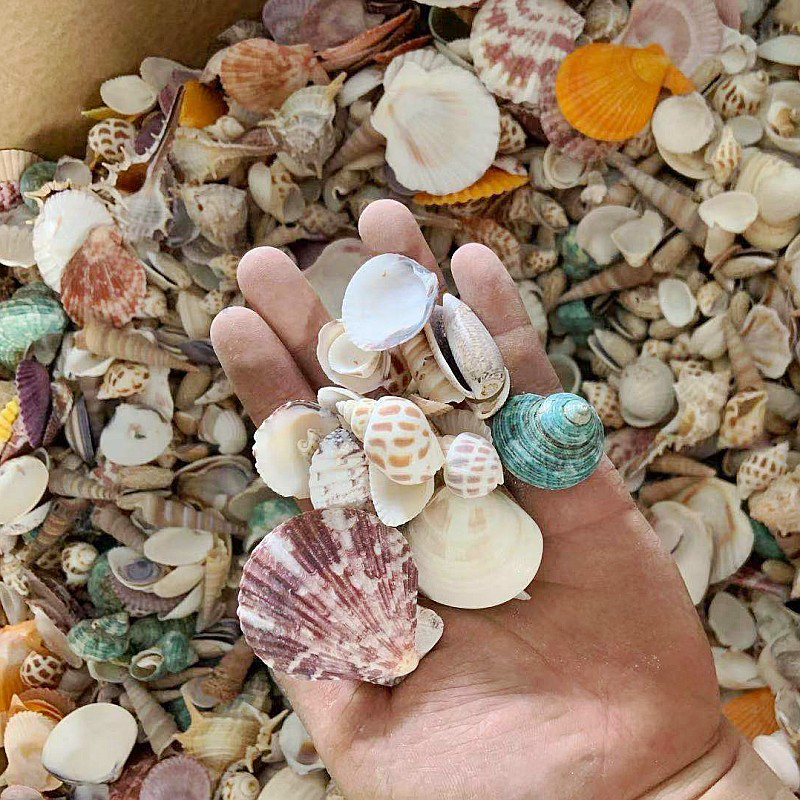 [SG Stock] Natural Shell Aquarium Stone Sand Landscaping Conch Starfish ...
