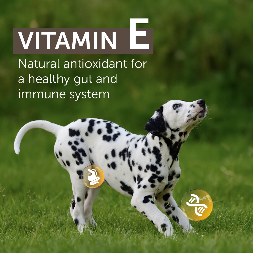 Top Ration Premium Dry Dog Food 300g | Kibbles, Complete Diet, Hi ...