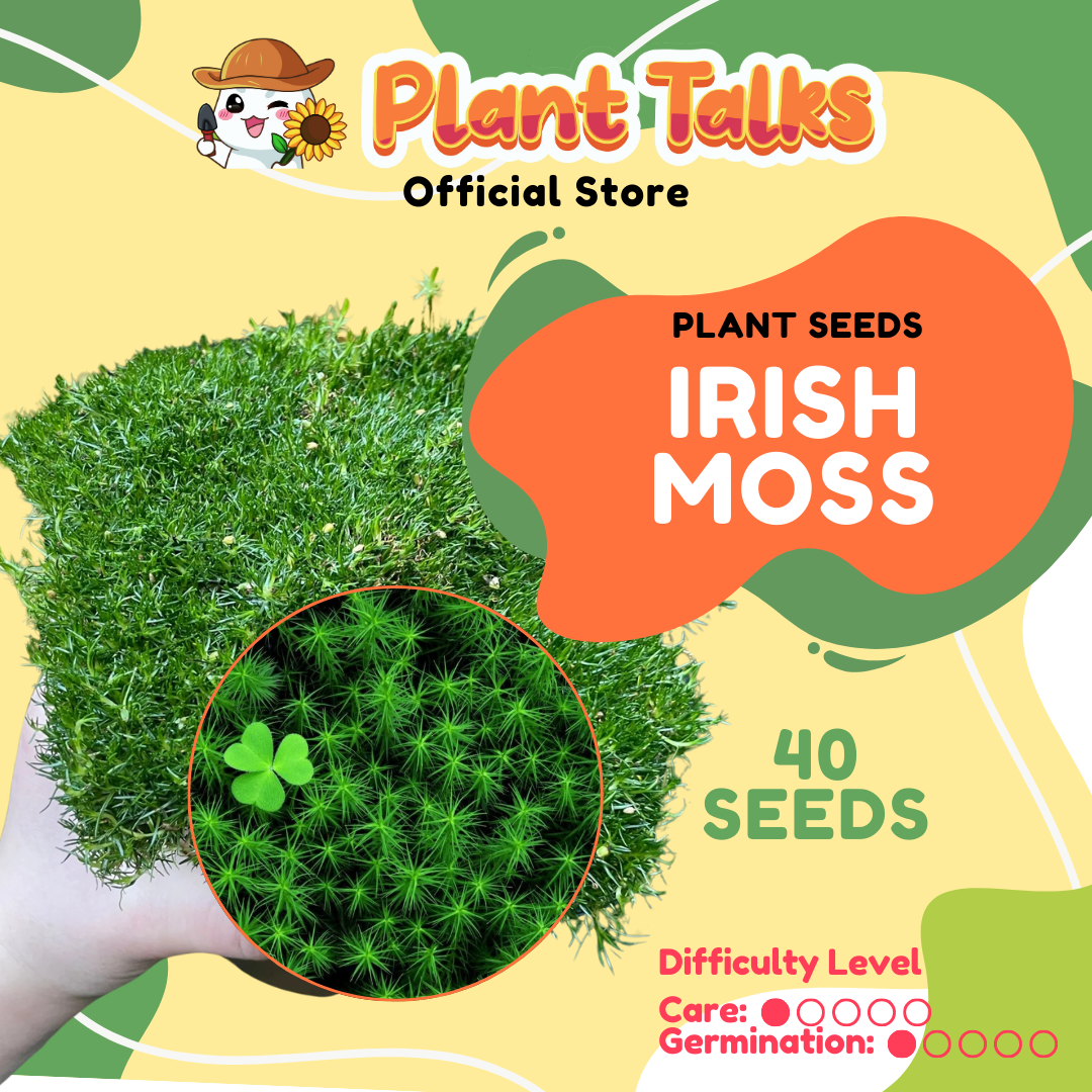 plant-talks-irish-moss-seeds-pearlwort-sagina-subulata-white-flower