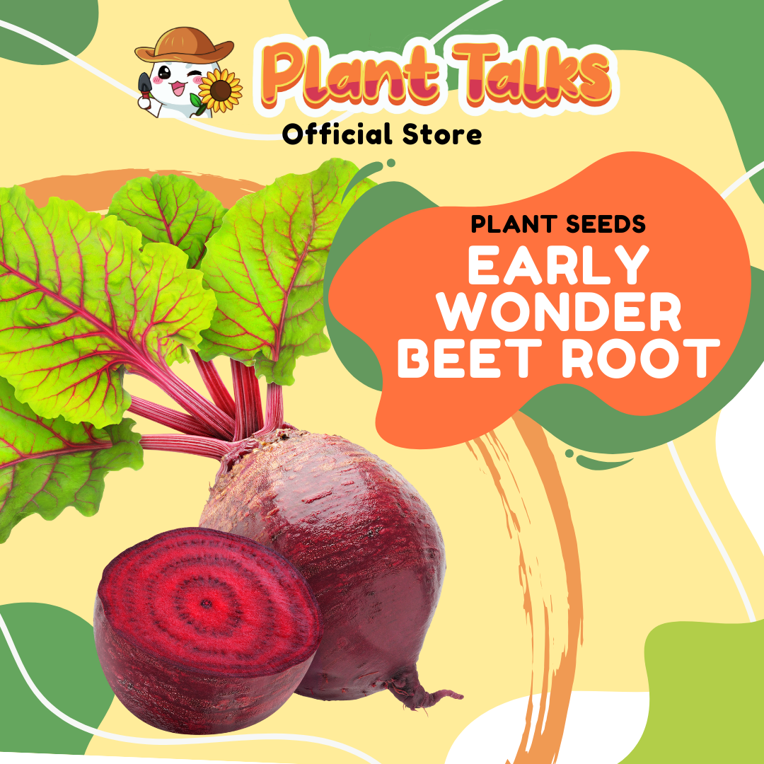 Plant Talks Rare Early Wonder Beetroot Plant Seed Organic Edible Fruit ...