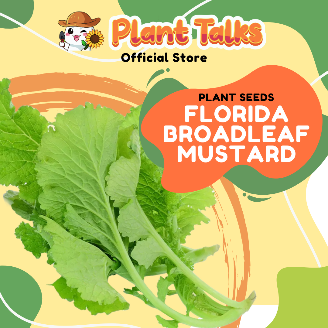 Plant Talks Florida Broadleaf Mustard Seeds Salad Vegetable Seed ...