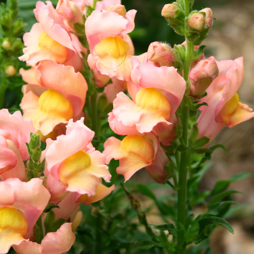 Plant Talks Appleblossom Snapdragon Flower Seeds for Urban Gardening ...
