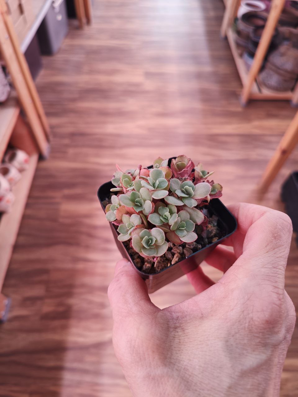 Succulents Suyon 秀妍 Small SG In-stock Free soil included | Shopee Singapore