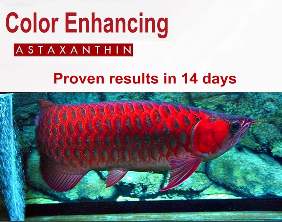 Astaxanthin red color fish food enhancing powder supplement All Type ...