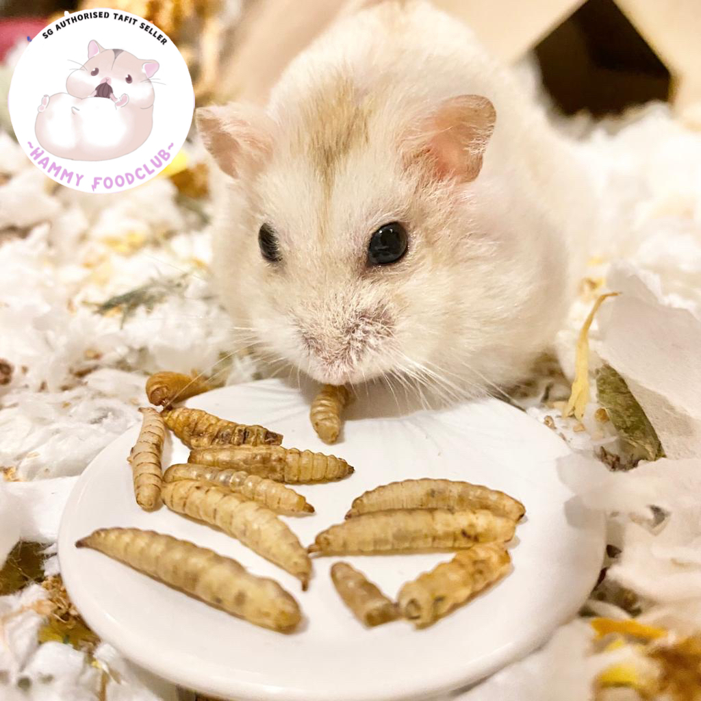 [SG] Calcium Phoneix Worms 100 Natural [PROTEIN] Hamster Treats