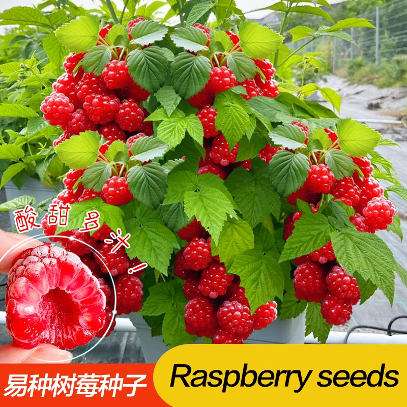 Raspberry seeds are easy to plant throughout the year 树莓种子 四季易种植水果种子 ...