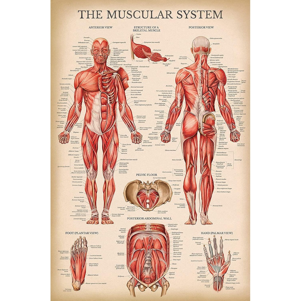 Goood New High Vintage Muscular System Anatomical Chart Human Muscle ...