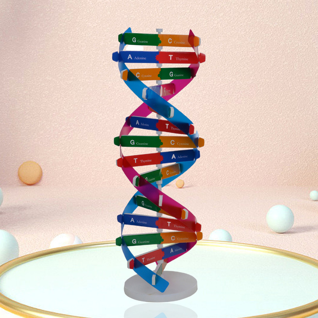 [SALI] DNA Models Double Helix Structure Teaching Toy ABS Double Helix ...