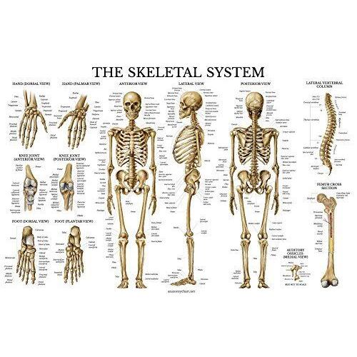 Skeletal System Anatomical Chart Laminated Human Skeleton Poster ...