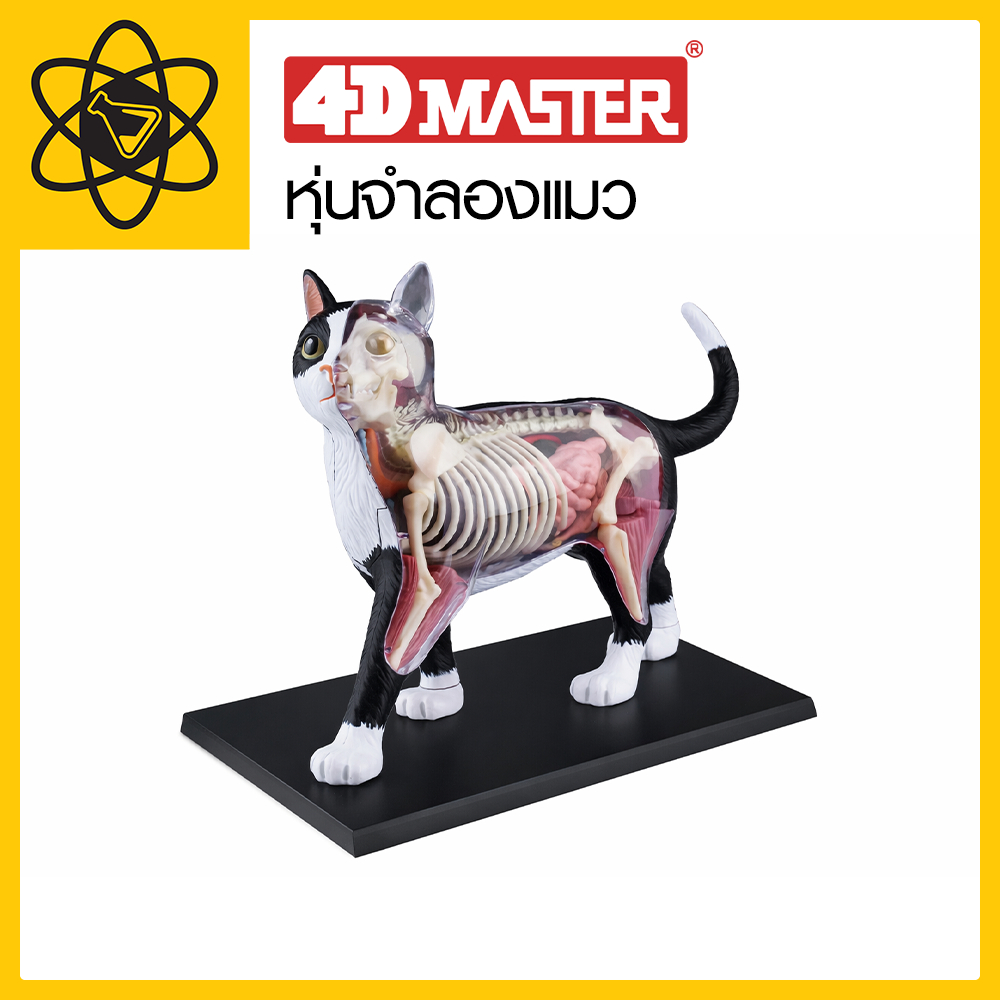 4D Vision Cat Model | Shopee Singapore