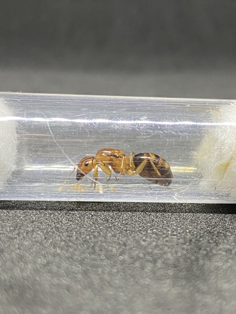 Camponotus Subnudus Tiger Ant Test Tube | Shopee Singapore