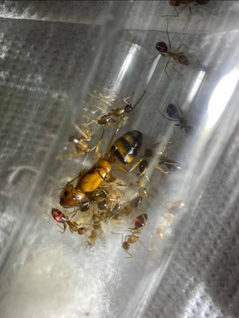 Camponotus Subnudus Tiger Ant Test Tube | Shopee Singapore