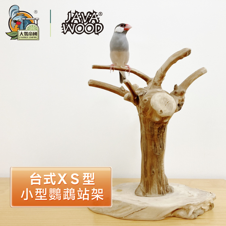 [Big Parrot Empire] American JAVA WOOD/Desktop Coffee Tree (Mini Size ...