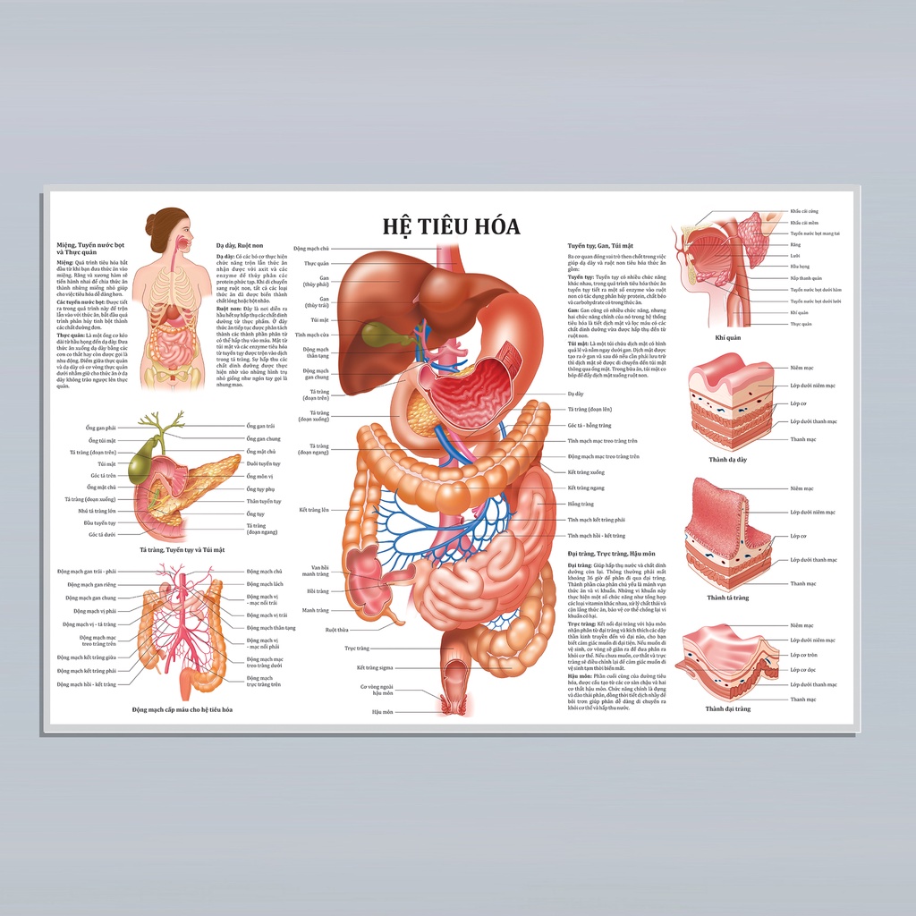 Painting of anatomy of the digestive system. 50x75cm. Decal sticker ...