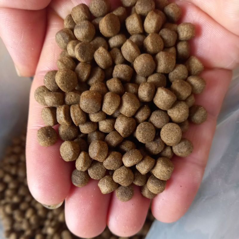 Food Specializing In Trumpet Fish, Type 6 mm, Fish Like To Eat Big