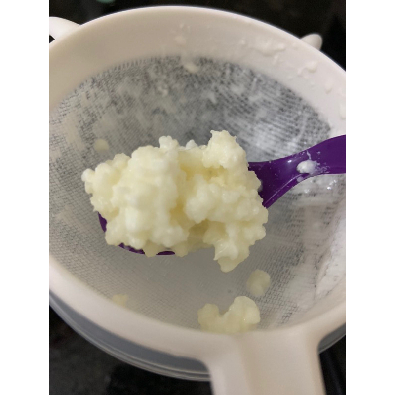 Milk kefir Mushrooms (Yogurt Making) Shopee Singapore